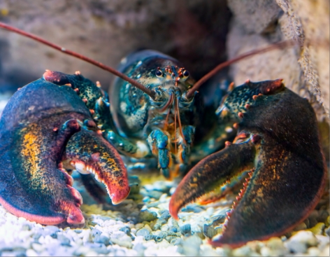 AMERICAN LOBSTER