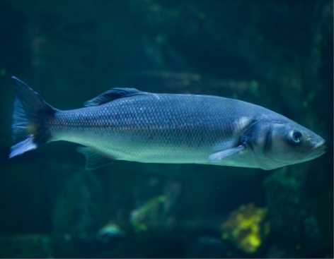 BRANZINO