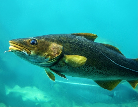 COD