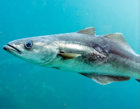 HADDOCK