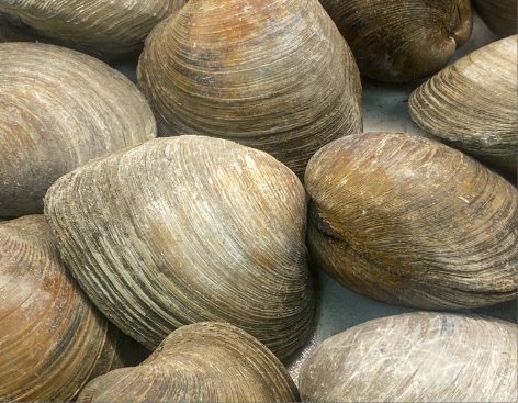 HARD-SHELL CLAMS