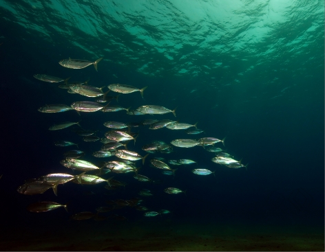 MACKEREL