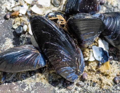 MAINE MUSSELS