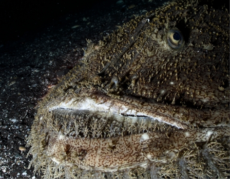 MONKFISH