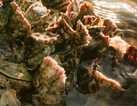 SOFT SHELL CLAMS