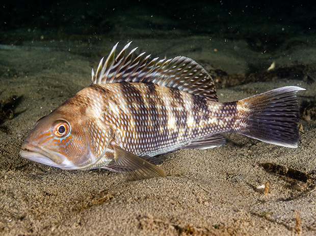 SEA BASS