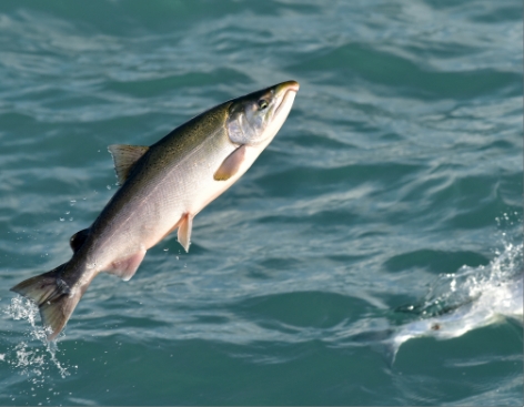 SALMON