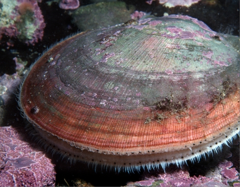SCALLOPS