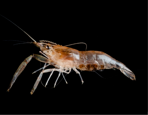 SHRIMP