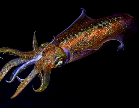 SQUID