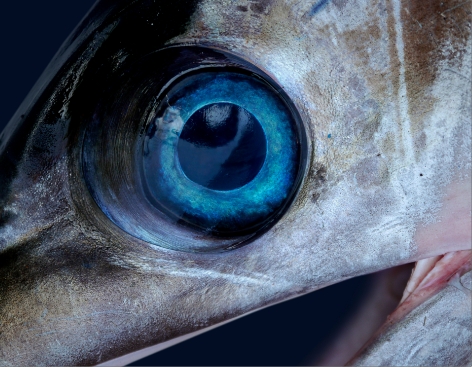 SWORDFISH