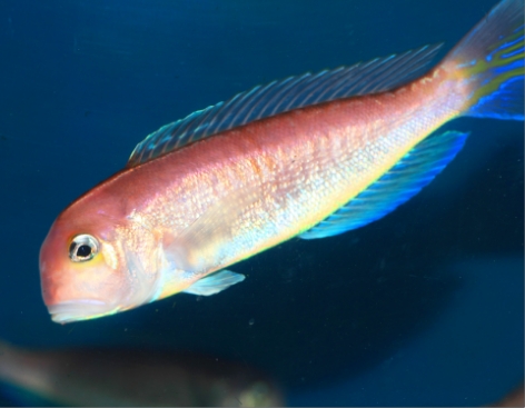 TILEFISH